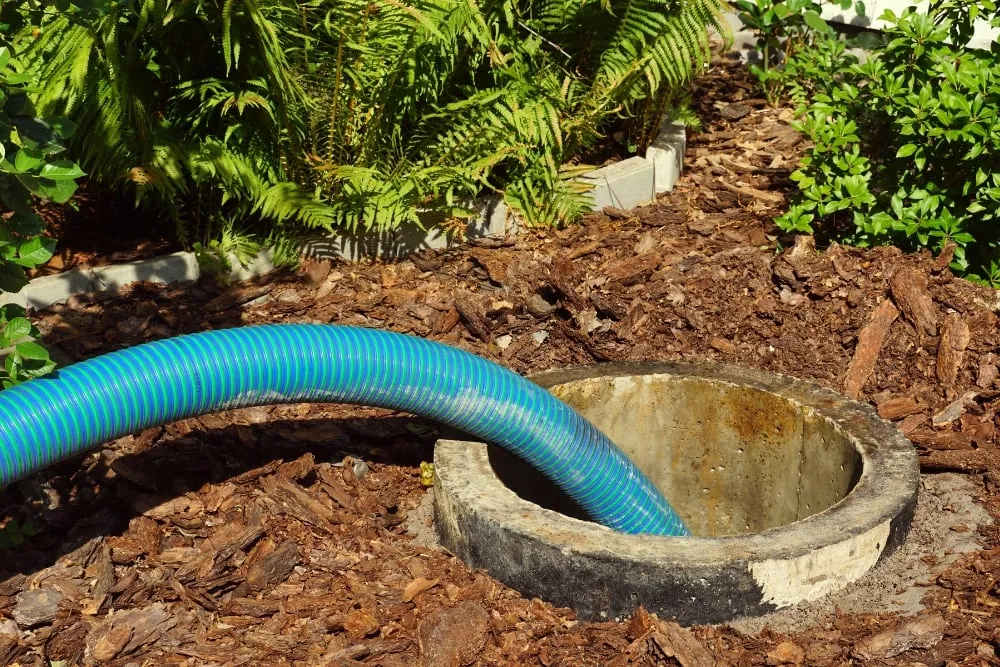 A large blue and green suction hose inserted into an open concrete septic tank opening surrounded by wood mulch and garden plants.